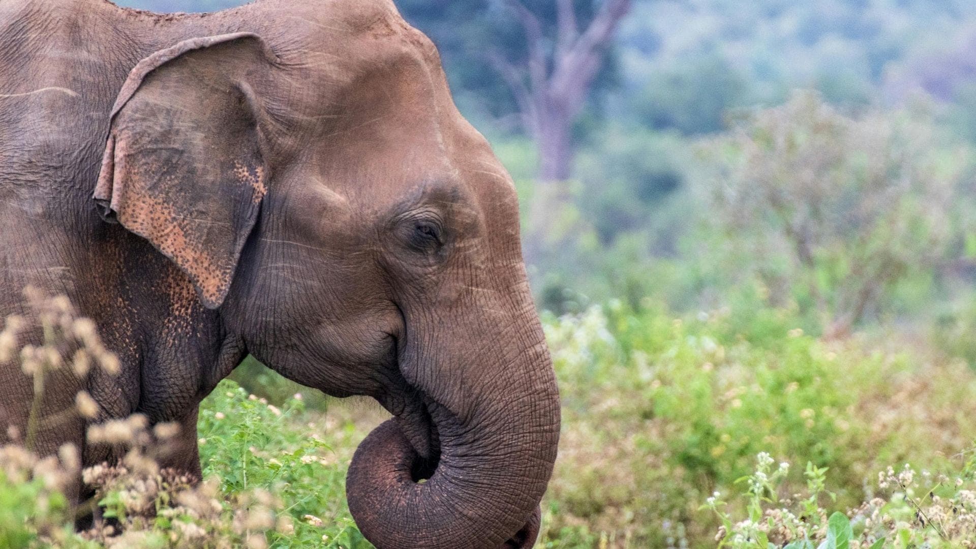 Ayurvedische Kräuterpulver aus Sri Lanka mit Messingwaage im Kurhaus Sathya