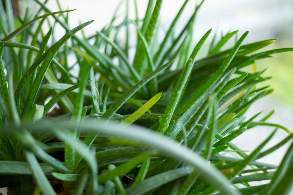 Authentische Ayurveda Kuren