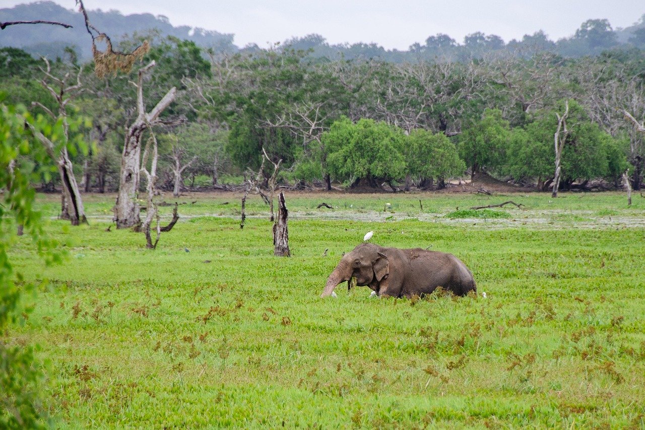 sri-lankan-elephant-4043774_1280