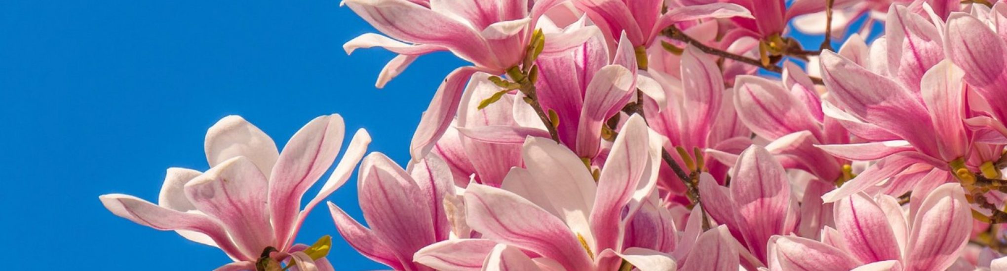 Kirschblüten Angebote zum Frühling